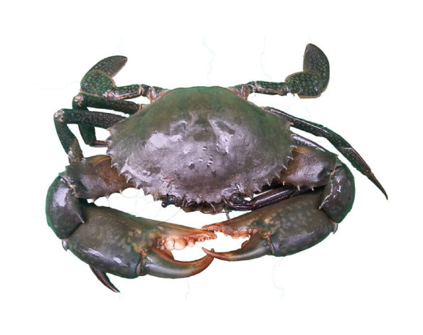 mud crab whole